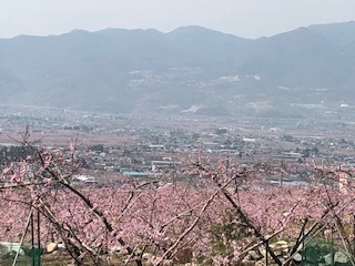 桃 2.jpg
