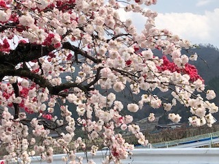 桜 1.jpg
