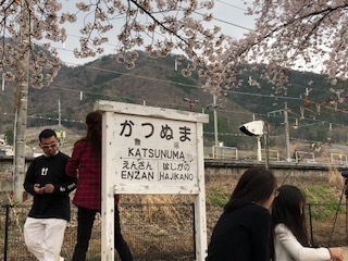 桜 2.jpg