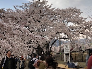 桜 3.jpg