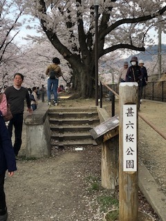 桜 4.jpg