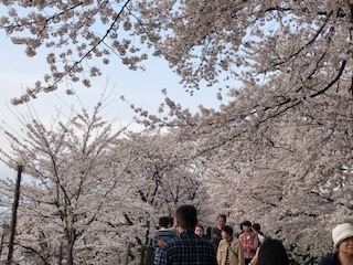 桜 5.jpg