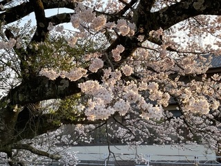 川桜　1.jpg