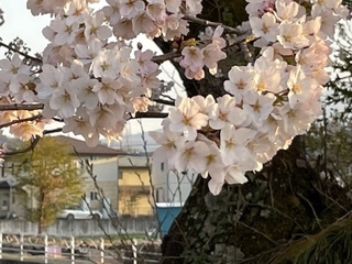 川桜　6.jpg