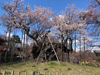 神代 1.jpg