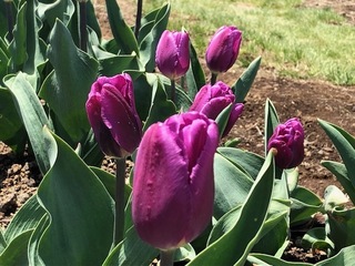 IMG_2866.jpg
