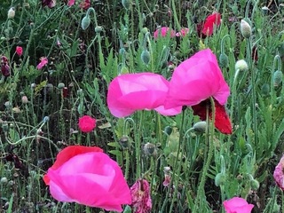 IMG_3913.jpg