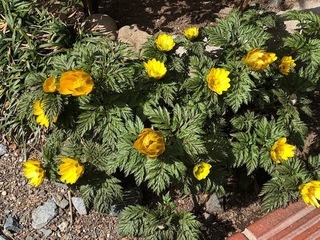 IMG_6537.jpg